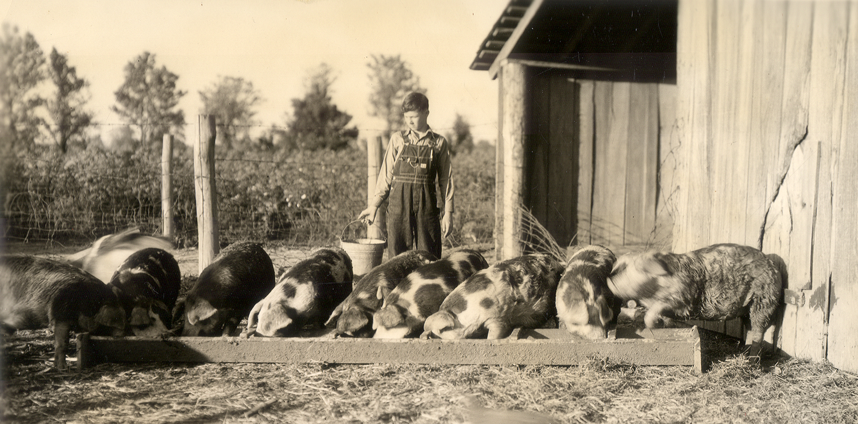 A boy working with the Arkansas Cooperative Extension Service feeds the hogs he is raising for competition. From the 1940 University of Wisconsin thesis, A History of the Agricultural Extension Service in Arkansas by Mena Hogan, page 109. The original manuscript of the thesis is available in the University of Arkansas Libraries Special Collections.